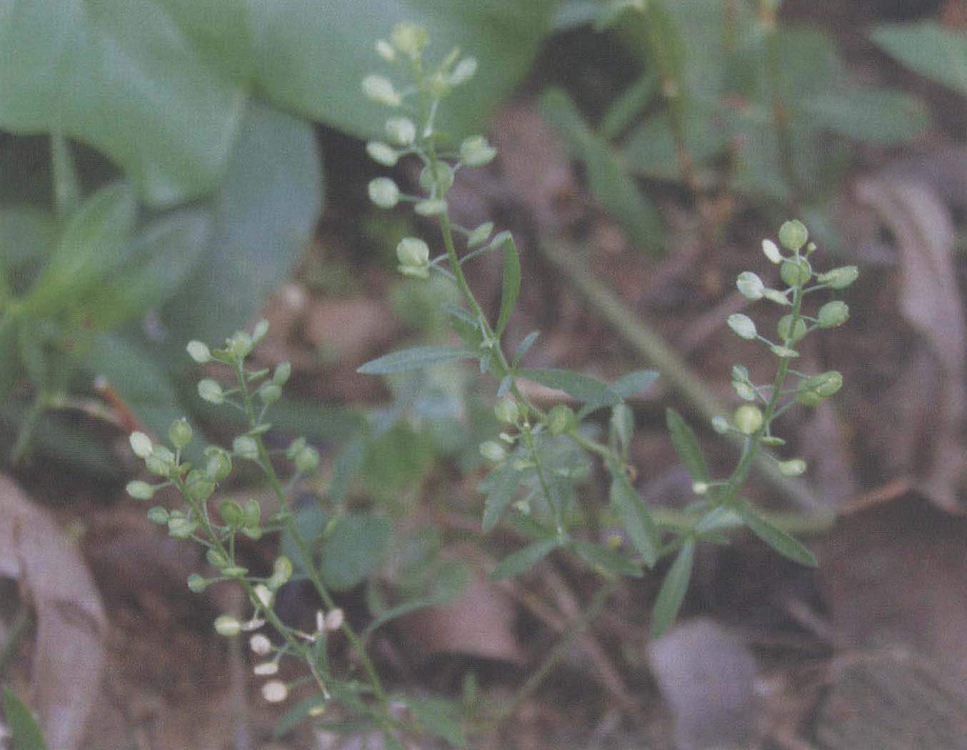 北美獨(dú)行菜